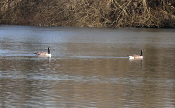 Two geese on a lake, on on the left and one on the right