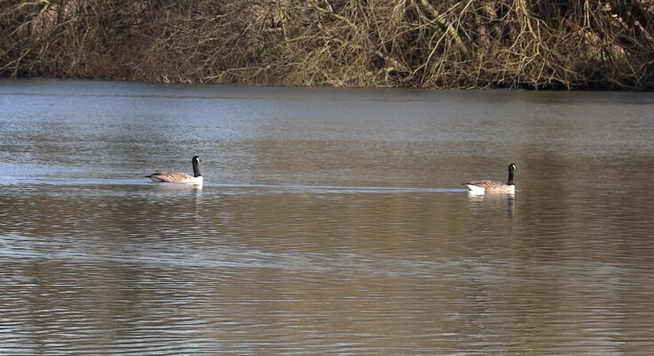 Two geese on a lake, on on the left and one on the right